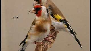 Goldfinch male or female