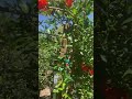From flower to pomegranates