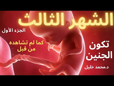 تكوين و تطور الجنين في الشهر الثالث في الحمل (1)  مراحل خلق الجنين اسبوع بعد اسبوع / د.محمد خليل