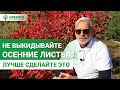 ОТЛИЧНОЕ УДОБРЕНИЕ С ОПАВШЕЙ ЛИСТВЫ. Как использовать листву с пользой?