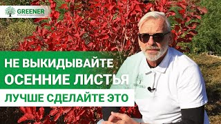видео: ОТЛИЧНОЕ УДОБРЕНИЕ С ОПАВШЕЙ ЛИСТВЫ. Как использовать листву с пользой? картинка: ОТЛИЧНОЕ УДОБРЕНИЕ С ОПАВШЕЙ ЛИСТВЫ. Как использовать листву с пользой?