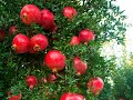 ОБРЕЗКА ГРАНАТА ВЕСНОЙ ЧИТАЙ ОПИСАНИЕ УЗНАЕШЬ КАК Pomegranate pruning