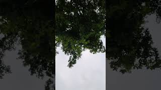 do you hear what i heard?#birdnerd #birdsong#rosevlogs #birds#birdsounds #birdsinging #birdchirping
