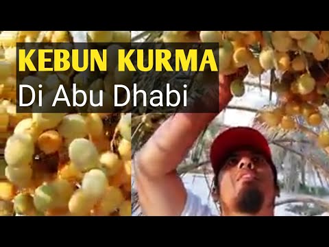 Kebun kurma di Abu Dhabi (2021) #Shorts Kebun kurma di Abu Dhabi (2021) #Shorts