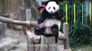 2016/06/09馬來西亞大熊貓暖暖收貓篇The Giant Panda Nuan Nuan