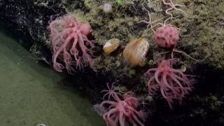 Diverse Sealife at the Channel Islands National Marine Sanctuary | Nautilus Live