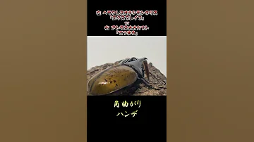 ヘラクレスオキシデンタリス エクスブレイブ Vs アトラスオオカブト てつまる 昆虫バトル 虫バトル カブトムシ 
