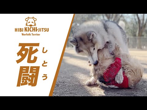 新年早々愛犬ピンチ？代々木公園ドックランの件【ノーフォークテリア トイプードル ロシアンブルー  puppy 犬 dog  】