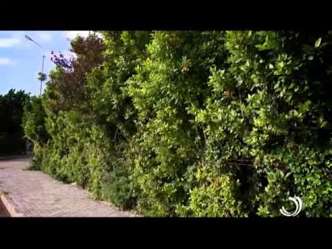 აგრორჩევები / სამკურნალო მცენარეები აჭარაში / 29.06.2015