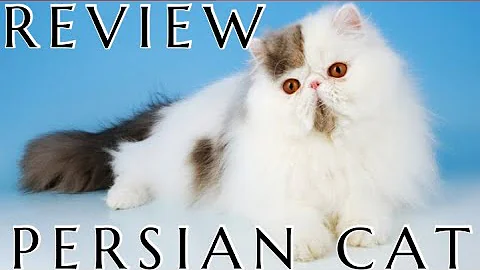 Video 10242881: persian cat review