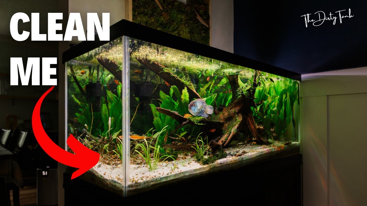 How To Clean A Planted Fish Tank - Everything You Wanted To Know