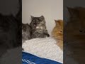 #cat#kitten#persian#scotishcat#cuteanimals#cute#kitty