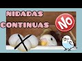 ¡Como evitar que críen continuamente! 🧐 | Crecimiento de los bebés 🐣 | Periquitos Australianos