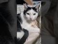 睡魔に襲われ眠りに落ちていくおかち姉さん　　#保護猫 #cat