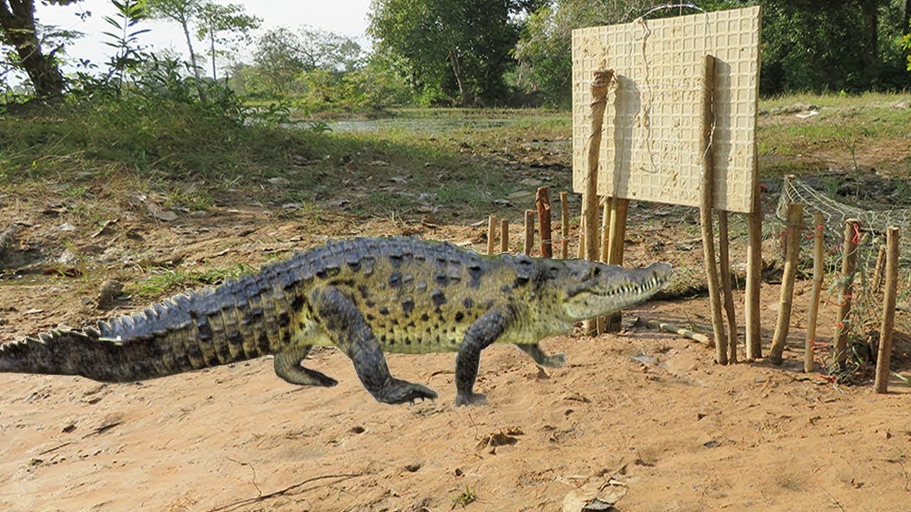 Creative Man Make Best Crocodile Trap Technology   How To Crocodile Trap Work 100%