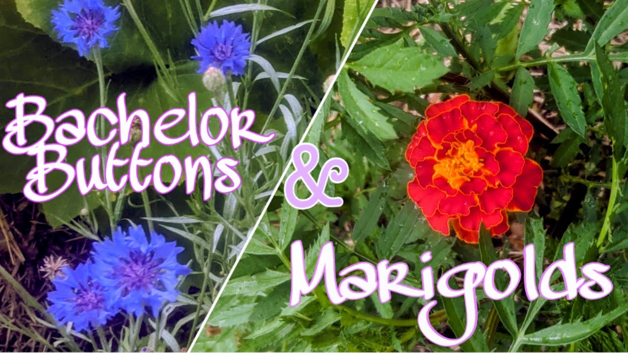All About Marigolds & Bachelor Buttons! Collecting Seeds// Edible