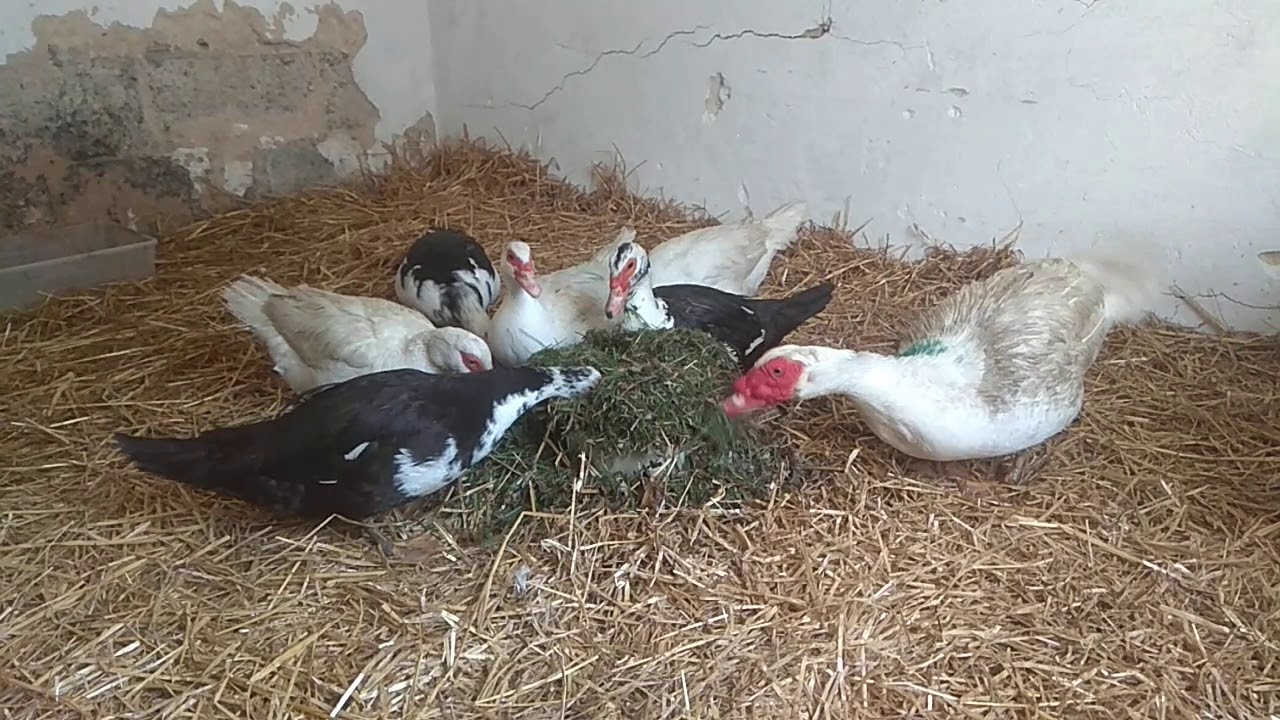 Kachny pižmové, nově na farmě