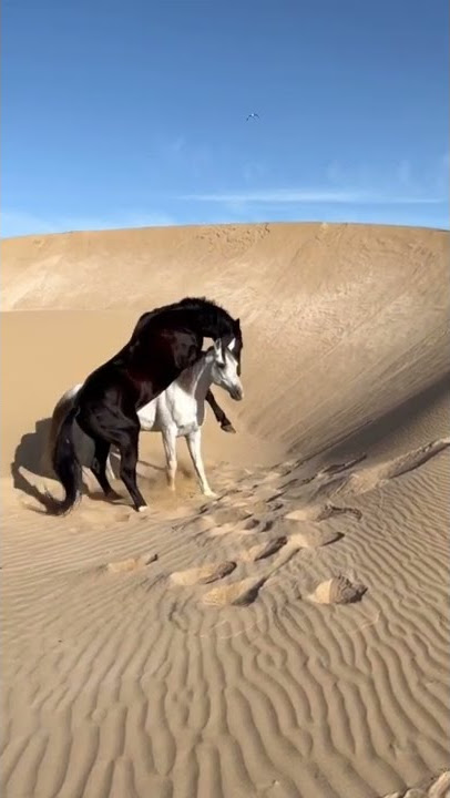 انت الذي ما يشبهك  بالملا حي / راشد الماجد / ♥️♥️