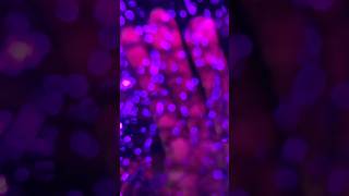 ASMR - Deep brain stimulation (no talking+echo) #asmr #relax #tingles #relaxing#asmrvideo #eartickle