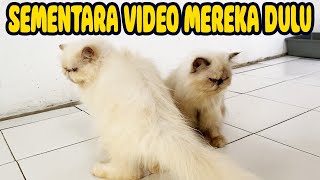 SEMENTARA VIDEO DUA KUCING LUCU INI LAGI YA PAMAN DAN BIBI CAT LOVERS 😻 by Kucing himalayaku official 67 views 2 months ago 1 minute, 5 seconds