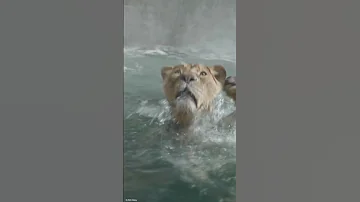 Mufasa Taka S Big Leap Mufasa The Lion King Disney Kids 
