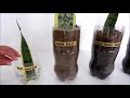 Snake Plant Leaf Propagation Comparison in Water and Different Kinds of Soil (Shocking Results)