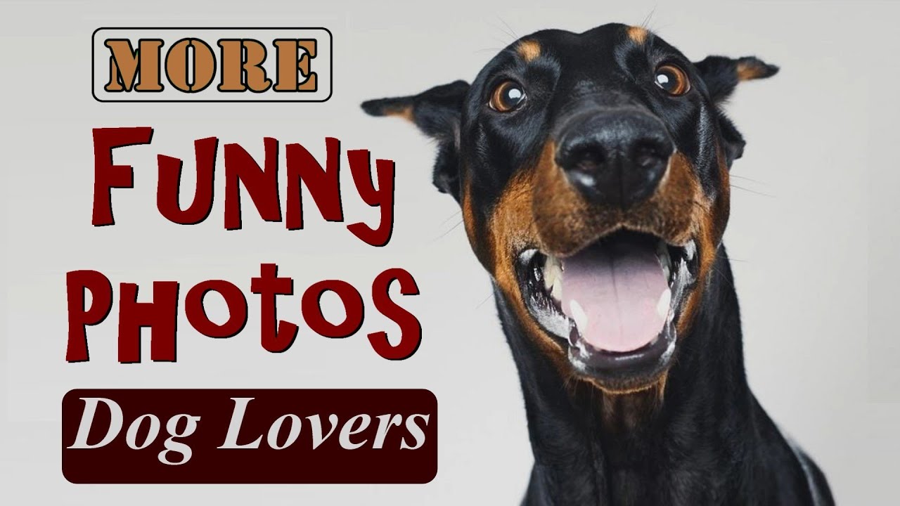 Ещё больше забавных фотографий для любителей собак