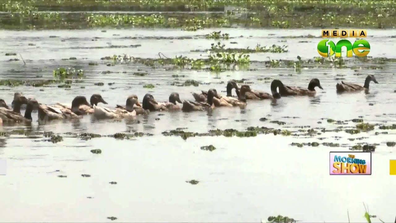 Morning walk to Upper Kuttanad | 03-10-15