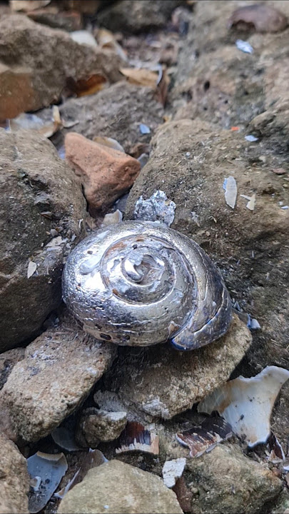 How to fill a snail shell with lead  water on the rock.#canndy #Shorts #viralvideos