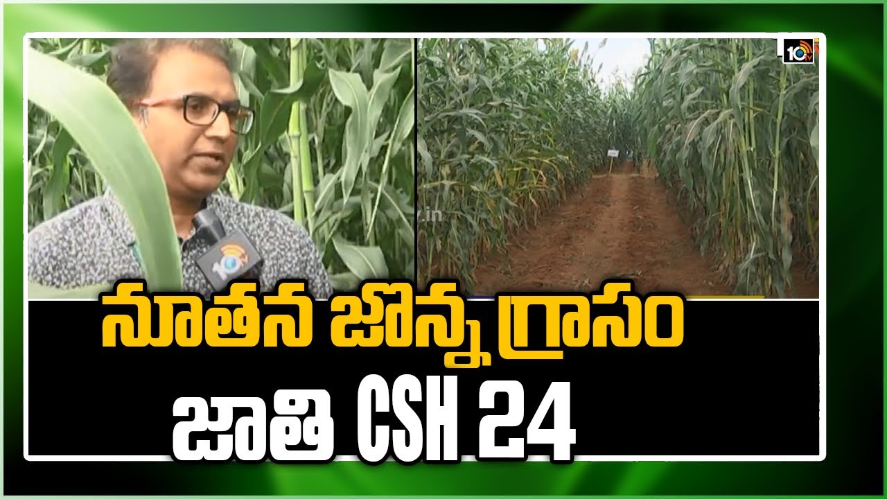 నూతన జొన్న గ్రాసం జాతి CSH 24 | Sorghum Cultivation |  Matti Manishi | 10TV News