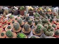 Apa yang menarik di Kimmie Crafts Cactus &amp; Succulents?? Rugi tak tengok!