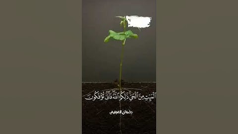 آيات من سورة الأنعام للقارئ رضوان العبسي