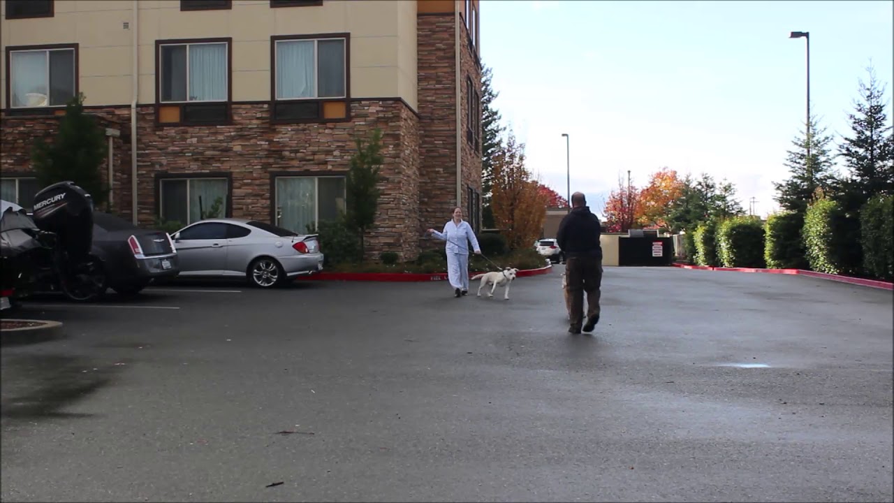 Potters rescue full YouTube