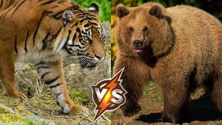 Тигр против Медведя. Почему Тигр избегает схватки с Медведем, будучи при этом сильнее его?