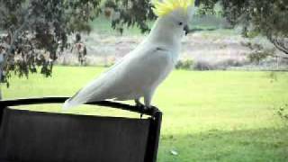 scary cockatoo.AVI