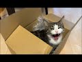 月曜日！！猫まみれで1週間乗り切ろうぜライブ