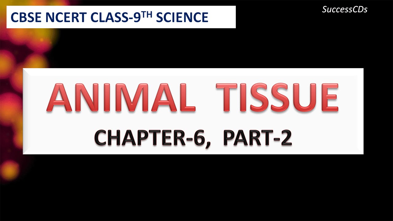 Flow Chart Of Animal Tissue Class 9