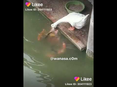 شوفوا البطه وهي بتاكل السمك سبحان الله
