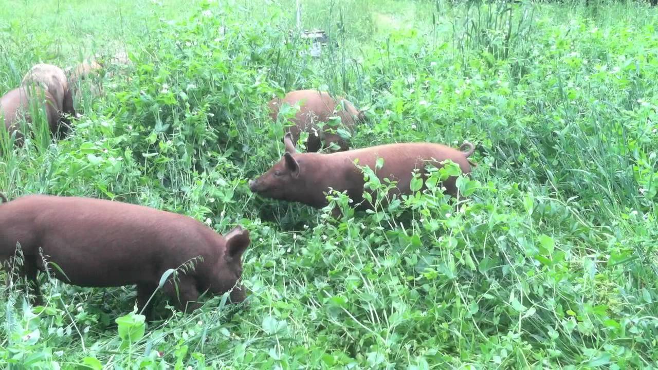 Pigs n' Peas - YouTube