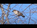 Passera d'Italia - Italian sparrow (Passer italiae)