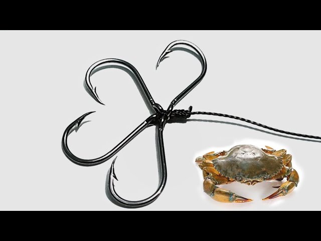 How to tie a hook to catch a crab 