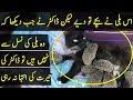 Cat Adopted Porcupines with Her own Kittens
