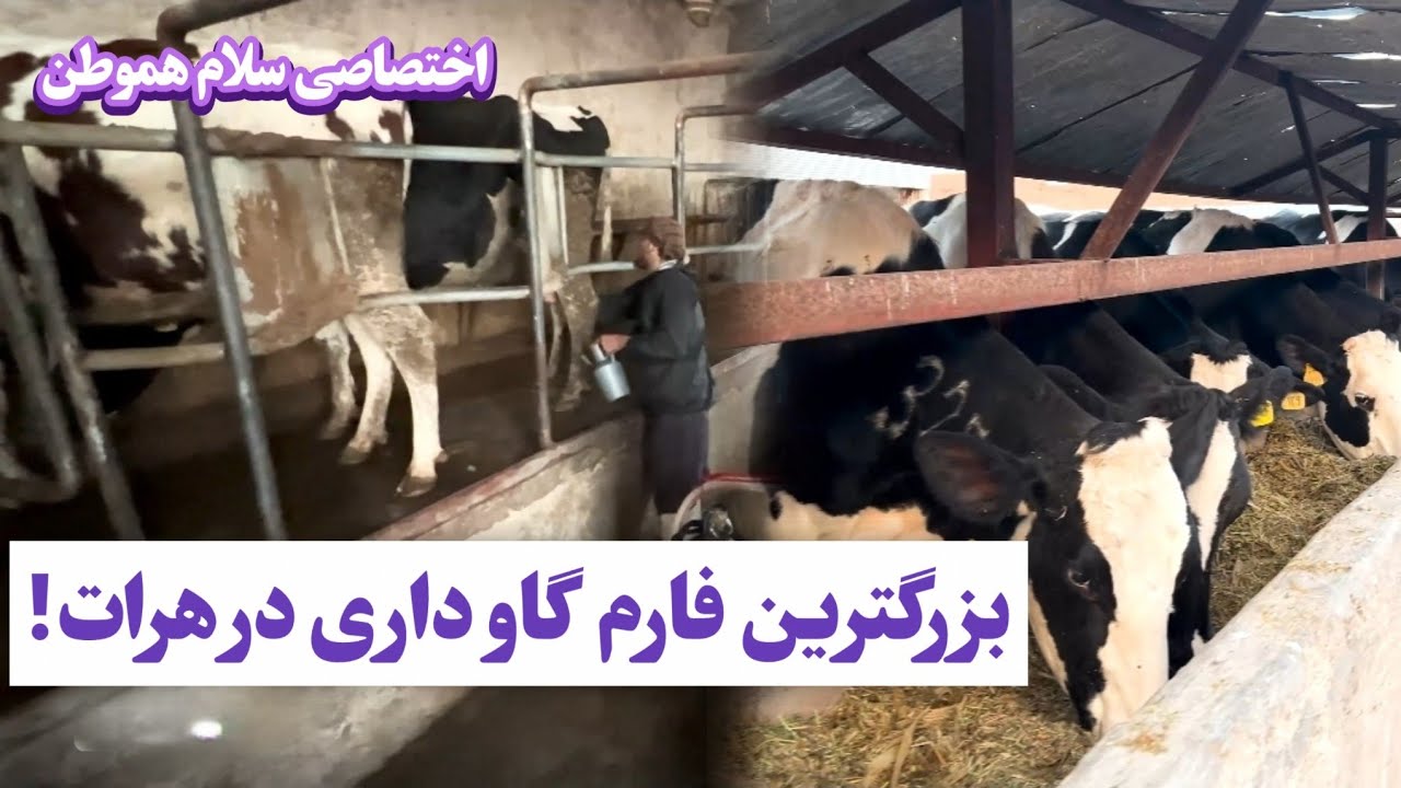 گزاش از فارم های گاو داری در ولایت هرات 