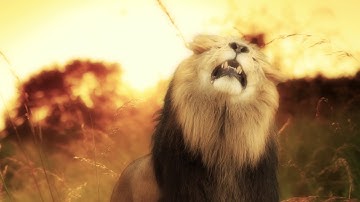 Lion HD