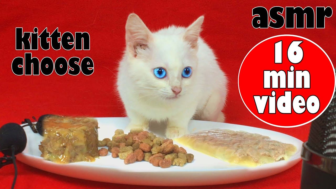 What will eat my kitten pate food, wet food or dry food? YouTube