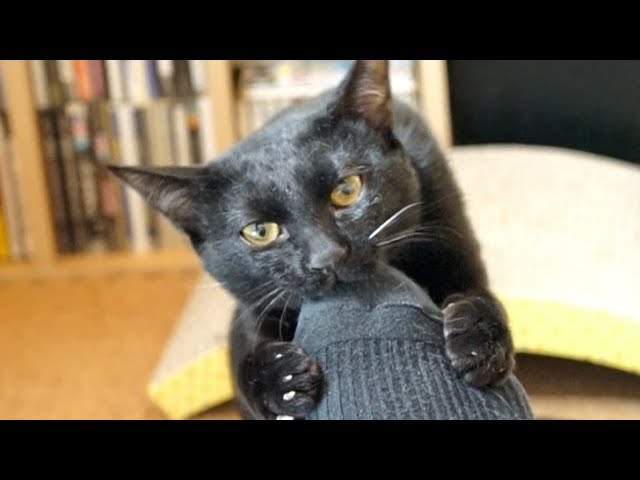 足の挑発にすぐ乗る黒猫