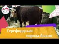 БЫК ГЕРЕФОРДСКОЙ ПОРОДЫ 2 Агропромышленная выставка Золотая  осень 2016 iLikePet