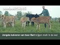 Jongste kalveren van boer Bart krijgen melk in de wei