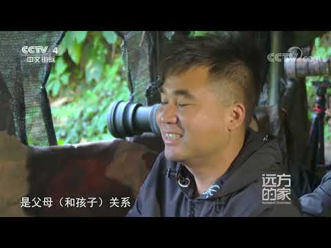 《远方的家》 20210405 云南铜壁关自然保护区 热带雨林里的动植物天堂| CCTV中文国际