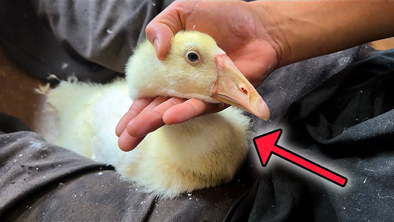 生後1ヶ月、食べごろサイズになってきた。